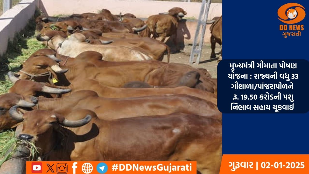મુખ્યમંત્રી ગૌમાતા પોષણ યોજના : રાજ્યની વધુ 33 ગૌશાળા/પાંજરાપોળને રૂ. 19.50 કરોડની પશુ નિભાવ સહાય ચૂકવાઈ 