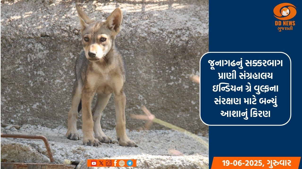 જૂનાગઢનું સક્કરબાગ પ્રાણી સંગ્રહાલય ઇન્ડિયન ગ્રે વુલ્ફના સંરક્ષણ માટે બન્યું આશાનું કિરણ