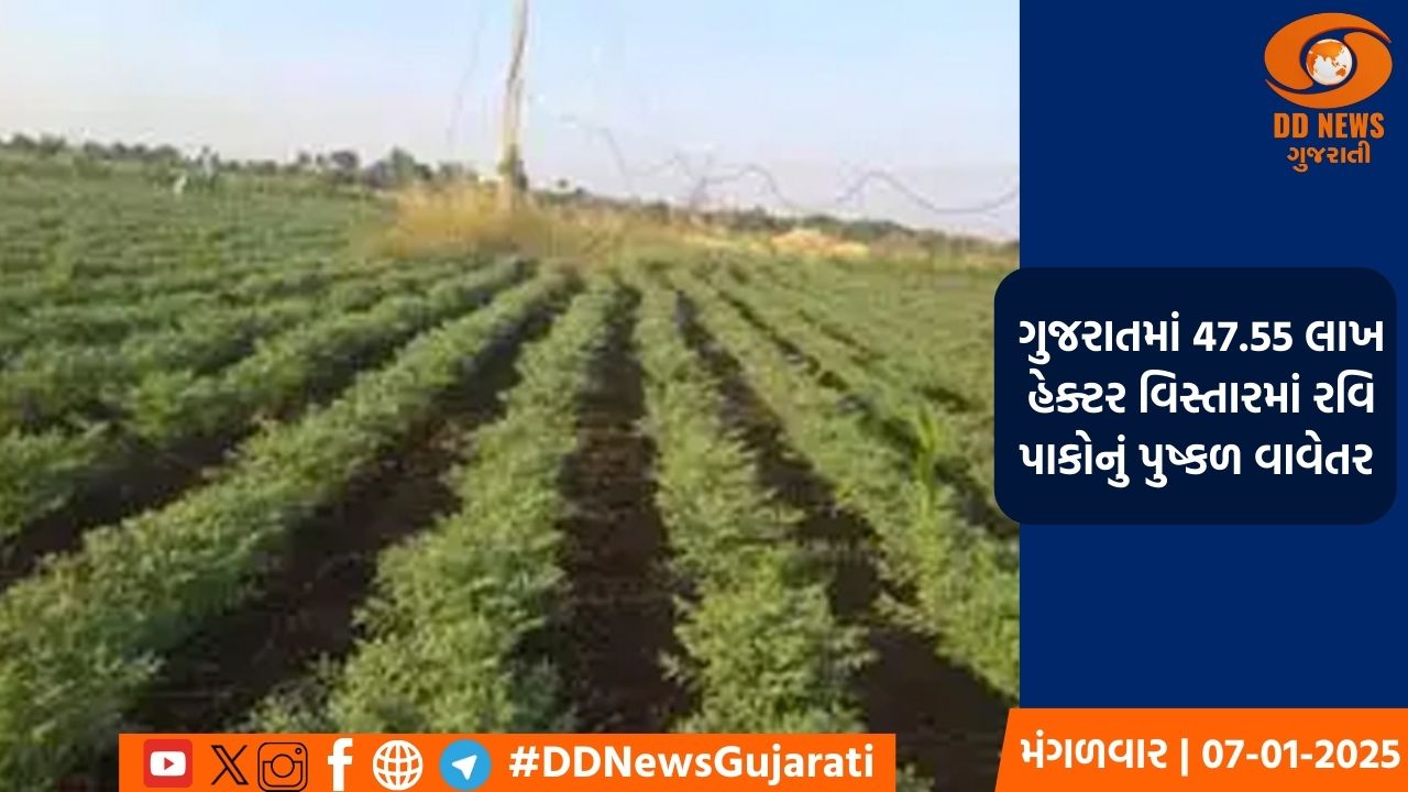ગુજરાતમાં 47.55 લાખ હેક્ટર વિસ્તારમાં રવિ પાકોનું પુષ્કળ વાવેતર 