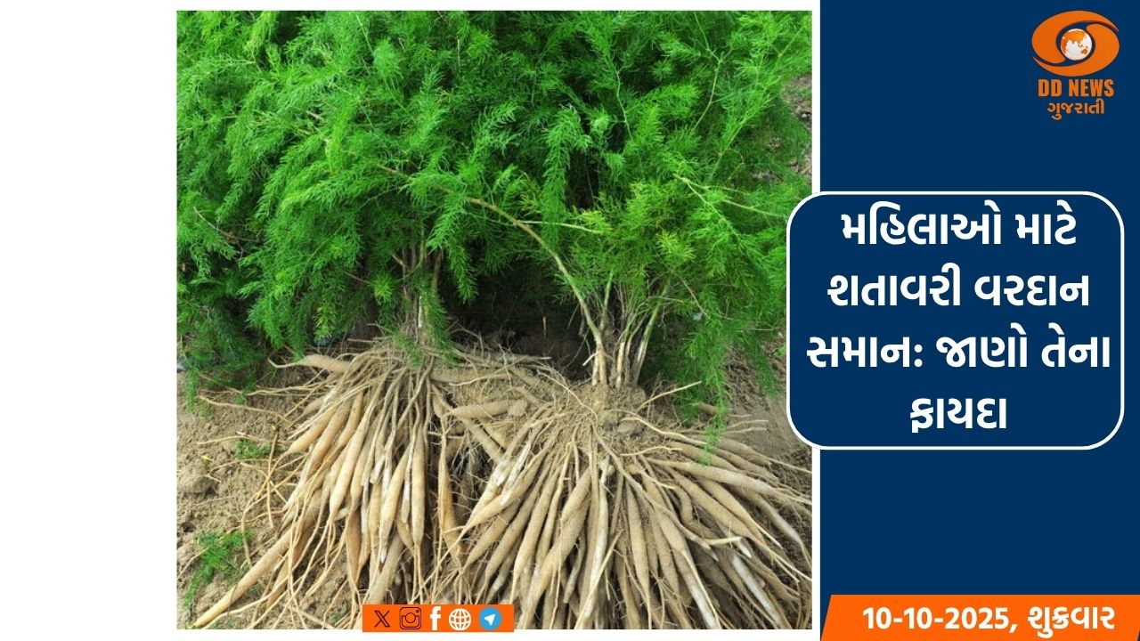 મહિલાઓ માટે શતાવરી વરદાન સમાન; જાણો તેના ફાયદા