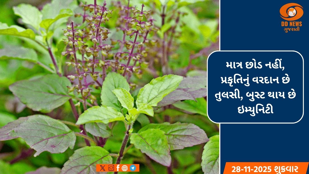 માત્ર છોડ નહીં, પ્રકૃતિનું વરદાન છે તુલસી, બુસ્ટ થાય છે ઇમ્યુનિટી